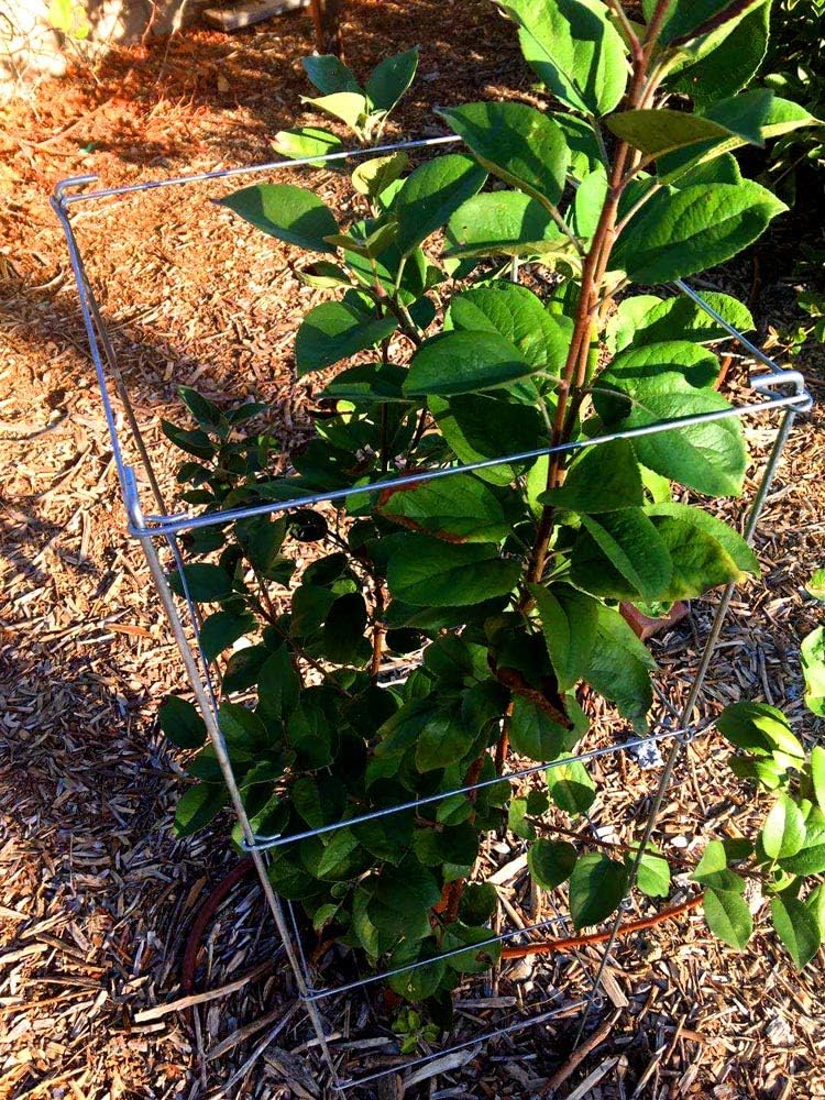 Green Square Folding Tomato Cage Plant Support Tower 12 inch by 46 inch, Pack of 5 Sets D532754