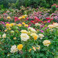 Mixed Roses X679