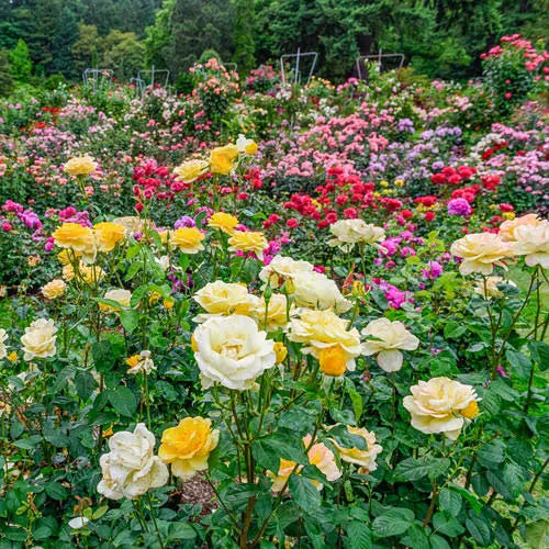 Mixed Roses X679