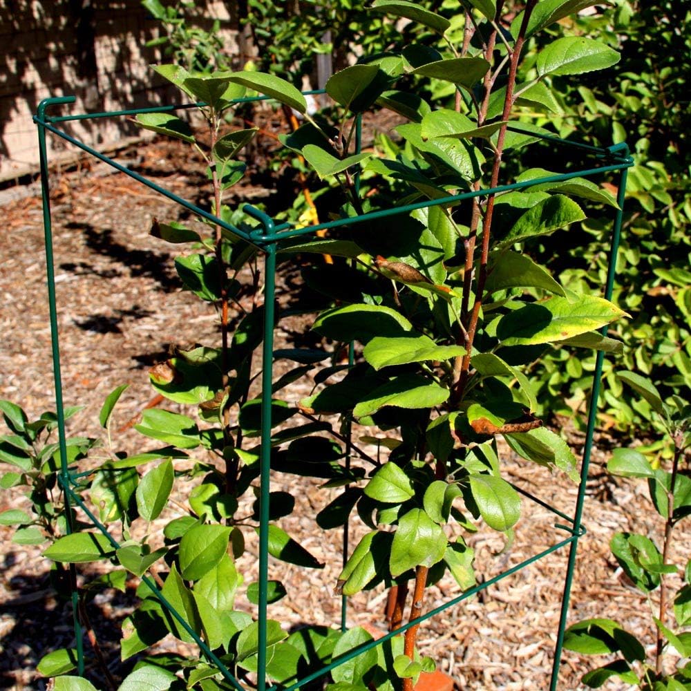 Green Square Folding Tomato Cage Plant Support Tower 12 inch by 46 inch, Pack of 5 Sets D532754