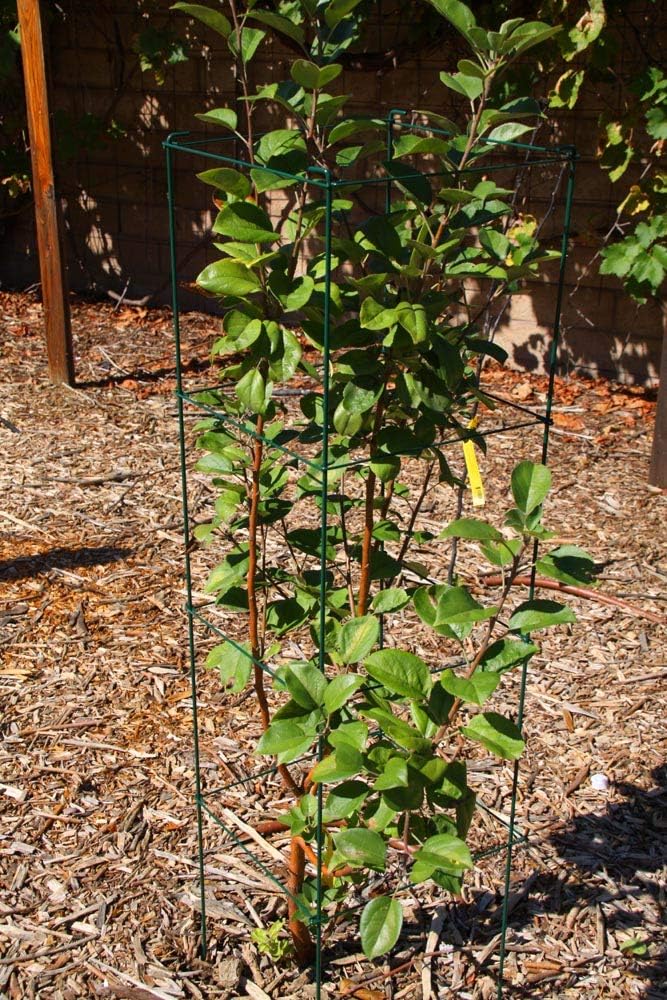 Green Square Folding Tomato Cage Plant Support Tower 12 inch by 46 inch, Pack of 5 Sets D532754