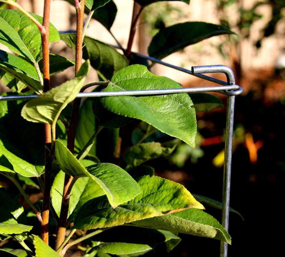 Green Square Folding Tomato Cage Plant Support Tower 12 inch by 46 inch, Pack of 5 Sets D532754