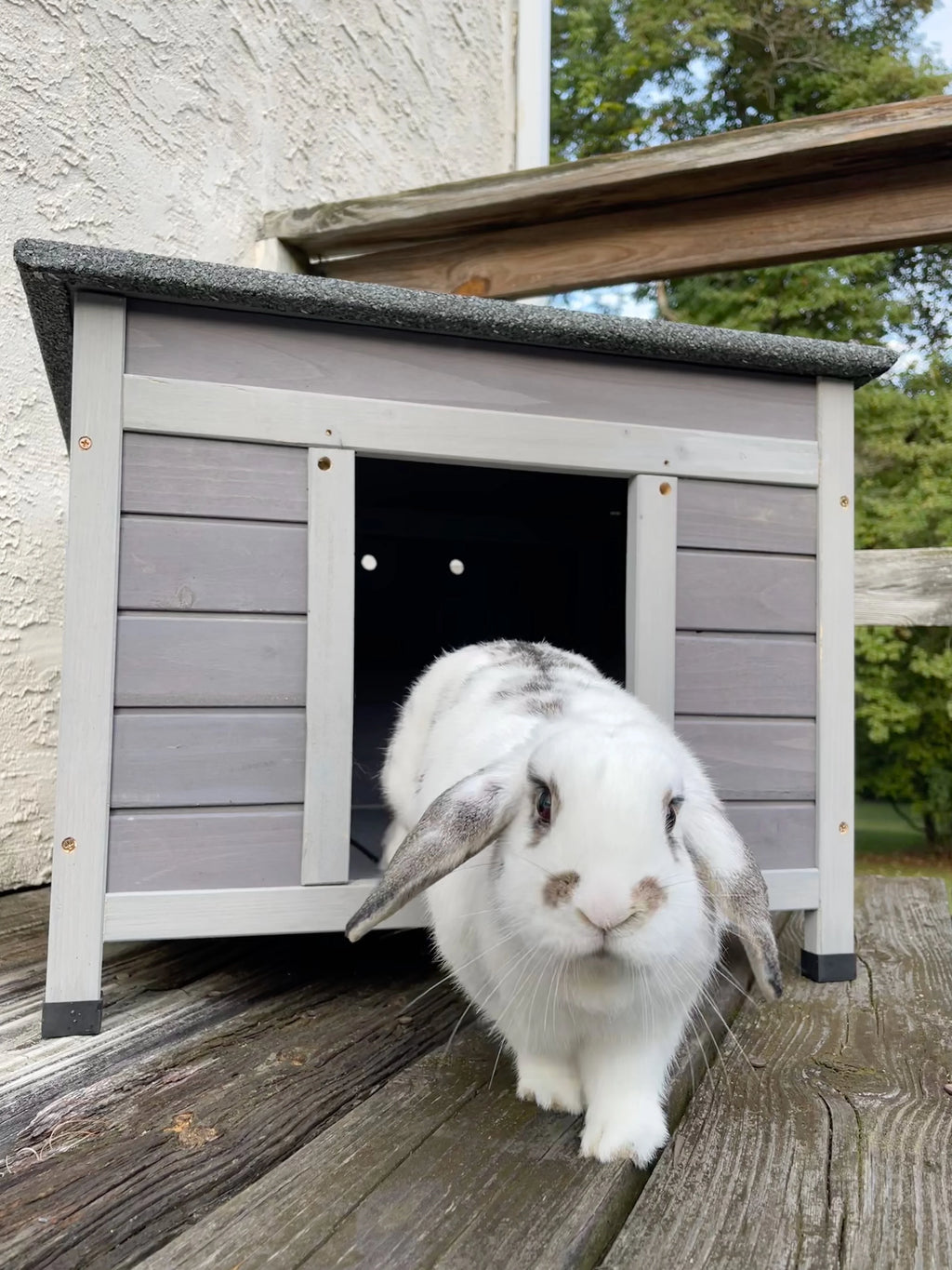 22.3'' Wood Cat House Q396815