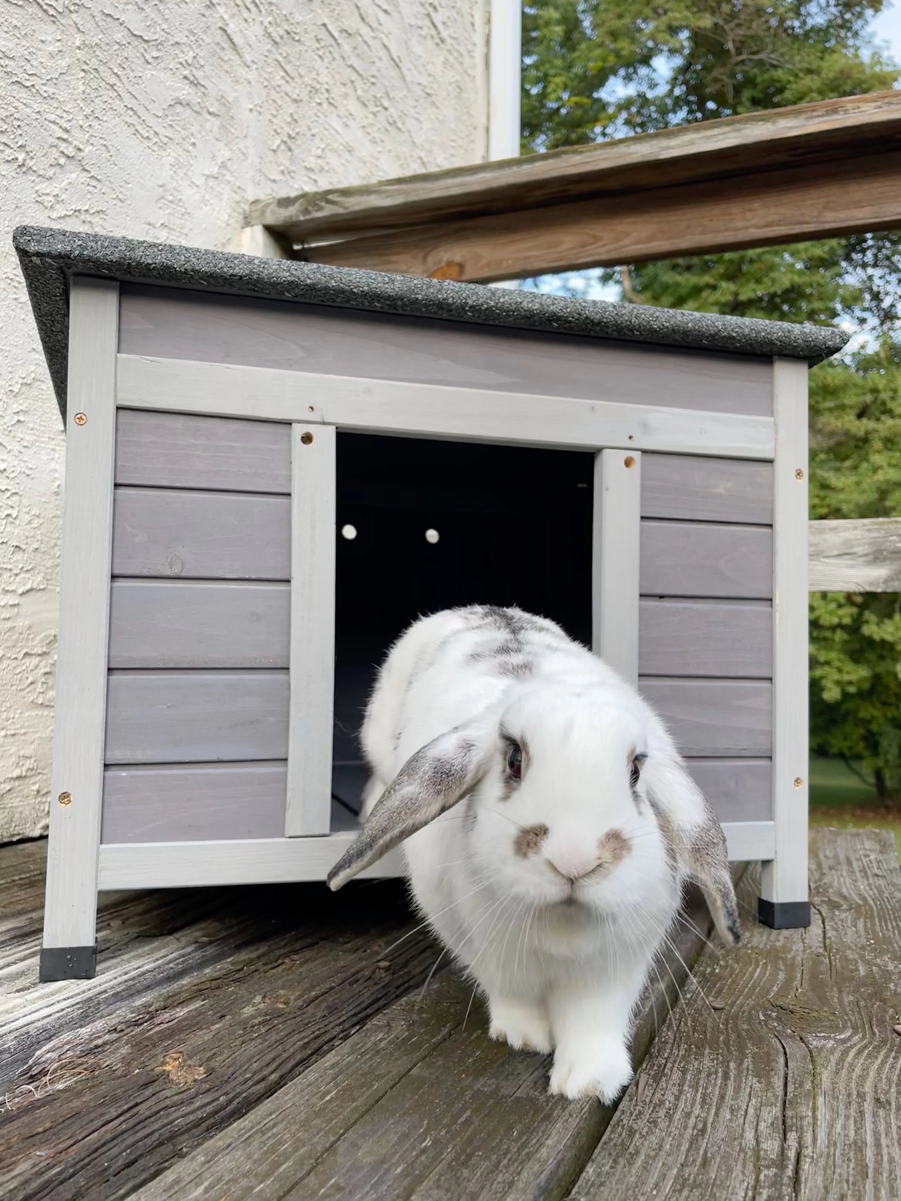 22.3'' Wood Cat House Q396815